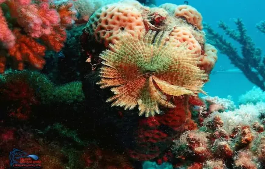 Sea Scope Glass Boat