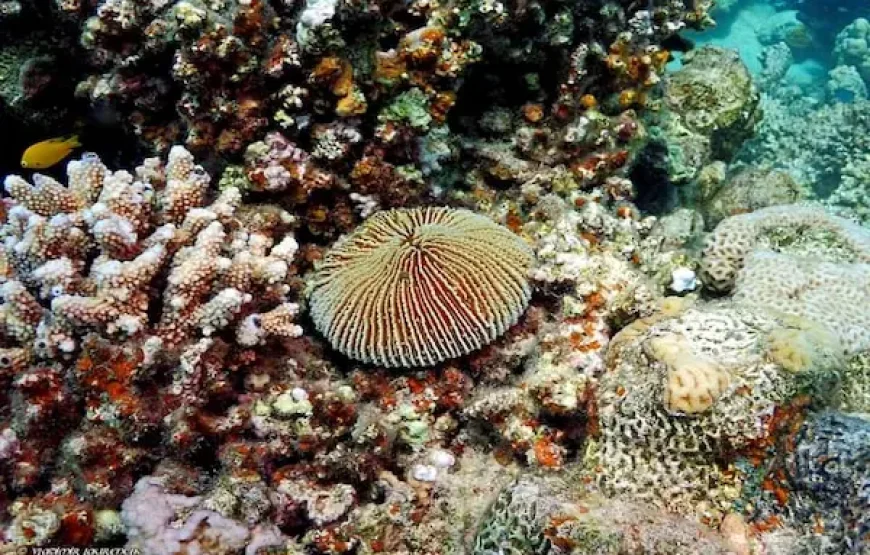 Sea Scope Glass Boat