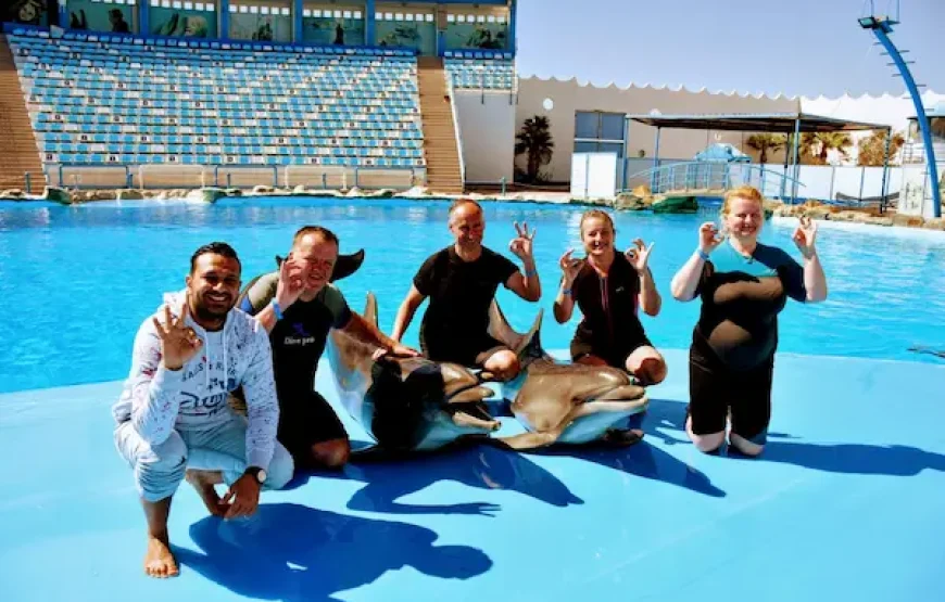Dolphin Show