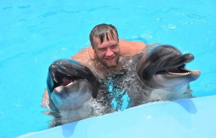 Dolphin Show