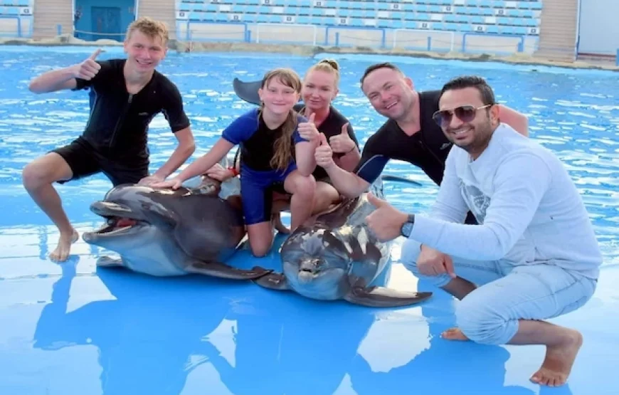 Dolphin Show
