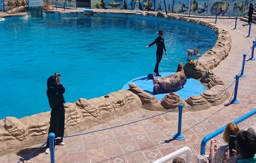 Dolphin Show